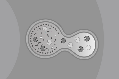 Lysosomal Trapping