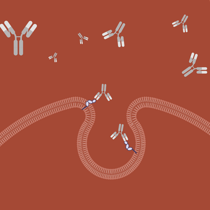 Large Molecule PBPK & TMDD