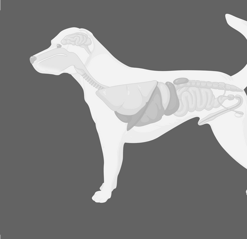 Scaling Across Species