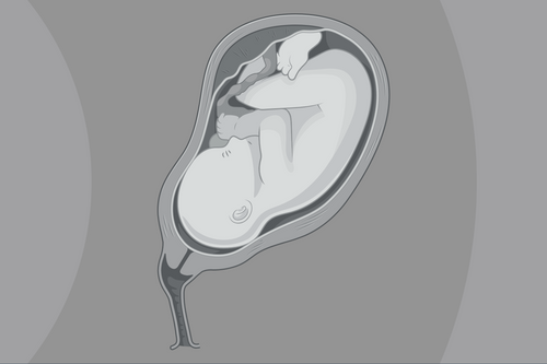 Maternal-Fetal PBPK