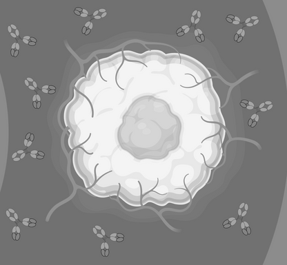Antibody Therapy in Oncology